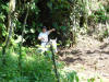 tropical hardwood rainforest in Costa Rica
