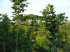 tropical hardwood and Costa Rica living fences