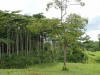 tropical hardwood tectona grandis teak, Costa Rica