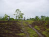 planting teak tropical hardwood in Costa Rica