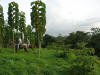 tropical hardwood teak tectona grandis costa rica