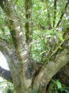 tropical hardwood rainforest tree closeup Costa Rica
