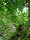 tropical hardwood rainforest tree closeup Costa Rica