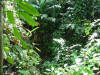 tropical hardwood rainforest plants in Costa Rica