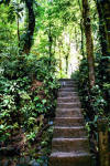 stone steps to La Fortuna Falls, Costa Rica