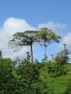 emergent tropical hardwoods costa rica