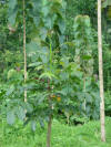 Swietenia macrophylla mahogany caoba plantation tropical tree