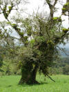 tropical hardwood tree with epiphytes near Ciudad Quesada, Costa Rica