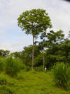 Spanish cedar (cedro amargo) tropical hardwood tree, Costa Rica
