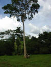 Terminalia oblonga or surá (guayabón) tropical hardwood tree in Costa Rica