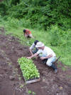 planting on costa rica tropical hardwood plantation