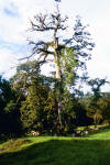 Brosimum sp. ojoche tropical hardwood tree costa rica