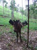horse loaded with seedlings