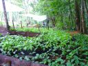 found wild seedlings Costa Rica